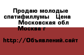 Продаю молодые спатифиллумы › Цена ­ 150 - Московская обл., Москва г.  »    